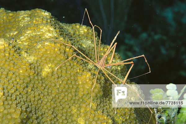 hoch  oben  nahe  Karibik  Krabbe  Krebs  Krebse  Bahamas  Spinne