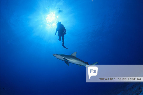 Midway Atoll  Side View Of Galapagos Shark Midwater  Diver Silhouette With Sunburst Carcharhynchus Galapagoensis