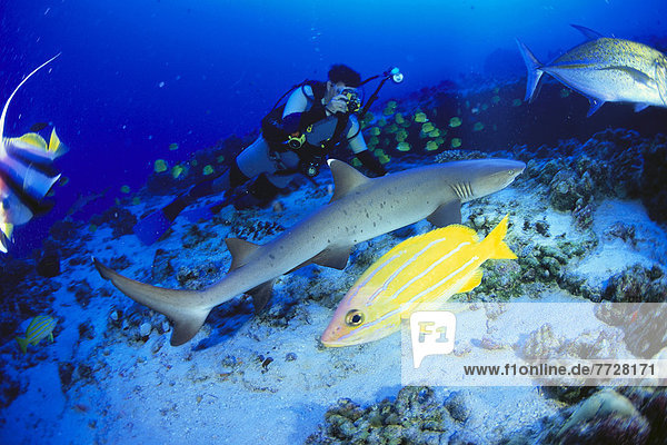Hawaii  Whitetip Reef Shark (Triaenodon Obesus) And Photographer In Background