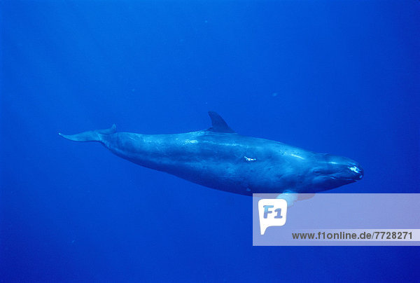 Hawaii  Full Length Side View Of False Killer Whale In Blue Ocean (Pseudorca Crassidens)