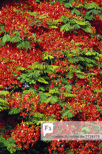 Close-Up Detail Of Royal Poinciana Tree With Many Blossoms