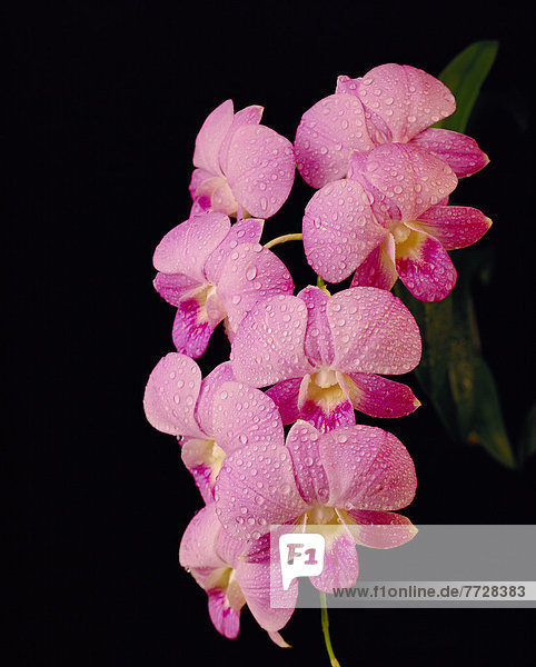 hoch  oben  nahe  Wasser  weiß  lila  Pflanze  heraustropfen  tropfen  undicht  Orchidee  schwarzer Hintergrund