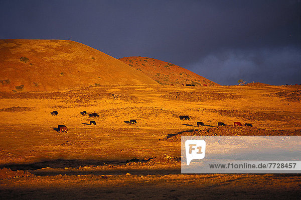 Hawaii  Big Island  Mauna Kea  Foothills At Sunrise  Orange Light With Cows Grazing