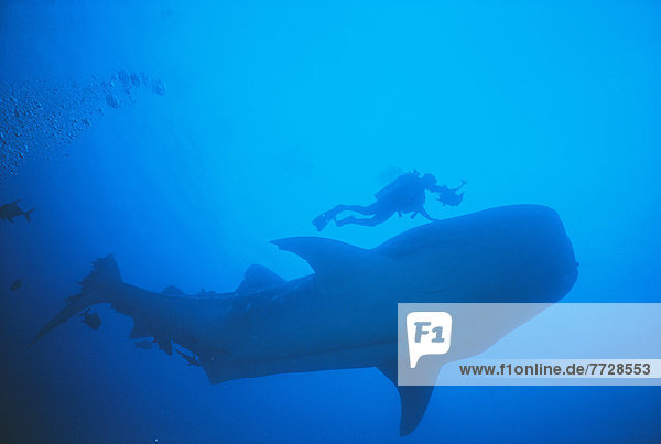 Ozean  blau  Unterseite  Cocos Island  Kokos-Insel  Costa Rica  Hai  Wal