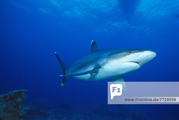 Thailand  Front Of Silvertip Shark Surface (Carcharhinus Albimarginatus) Visible