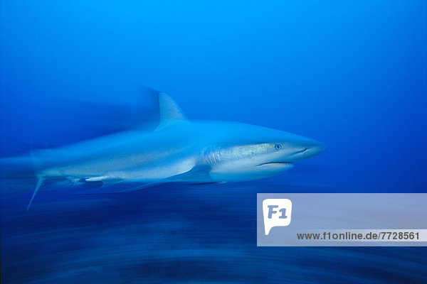 Bewegung  Karibik  Ansicht  Bewegungsunschärfe  Länge  Seitenansicht  Bahamas  voll  Nassau  Riff  Hai