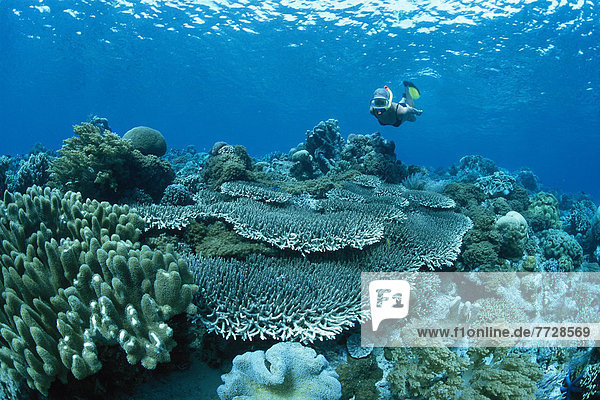 marineblau  Indonesien