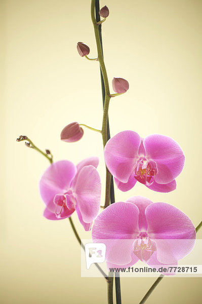 gebräunt  braun  Hintergrund  pink  Studioaufnahme  Orchidee  Hawaii  Kauai