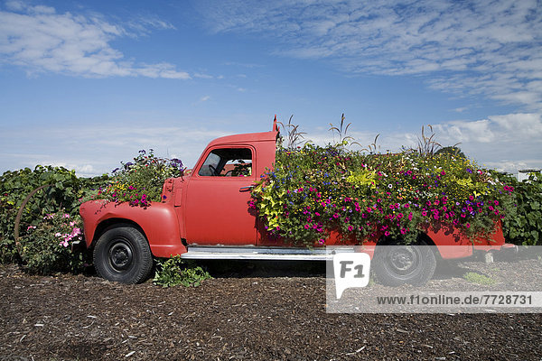 Blume  Bauernhof  Hof  Höfe  Ländliches Motiv  ländliche Motive  überquellen  Lastkraftwagen  Portland  Oregon