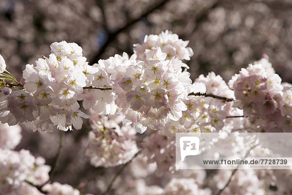 hoch  oben  nahe  Baum  Kirsche  blühen  Garten  Gesellschaft  pink  Portland  japanisch  Oregon