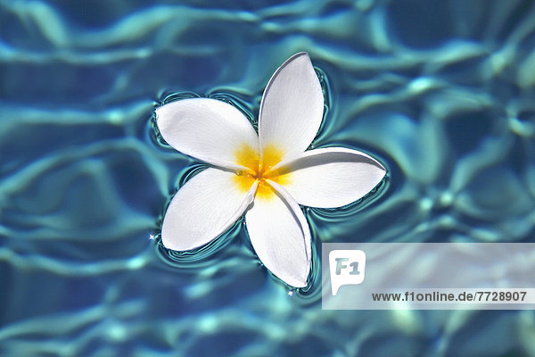 durchsichtig  transparent  transparente  transparentes  Wasser  Blume  fließen  blau