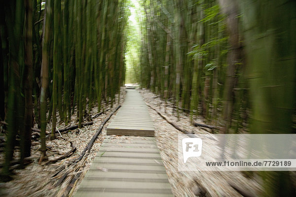 folgen  Wald  Bambus  Haleakala Nationalpark  Hawaii  Maui