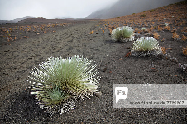 Haleakala  East Maui Volcano  folgen  Wachstum  Pflanze  vorwärts  Krater  Hawaii  Maui