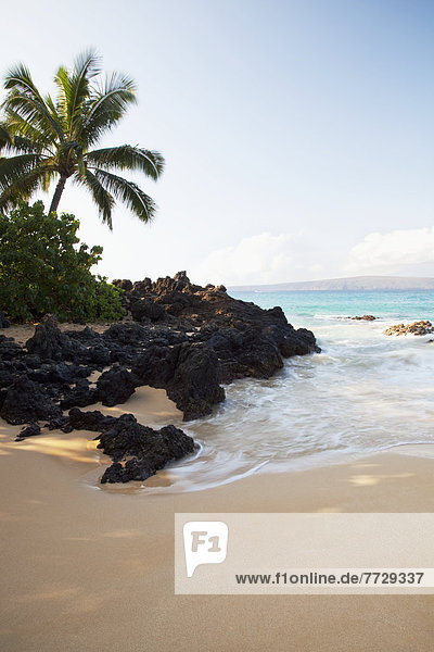 Strand  Morgen  Ruhe  Baum  Palme  Hawaii  Maui