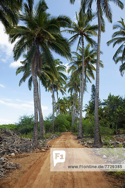 Baum  Fernverkehrsstraße  schmutzig  groß  großes  großer  große  großen  Menschenreihe  Hawaii  Lanai