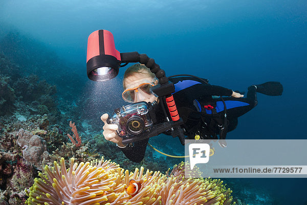 Indonesia  Wakatobi  Diver Taking A Picture Of Anemonefish (Amphiprion Percula) And Their Anemone.