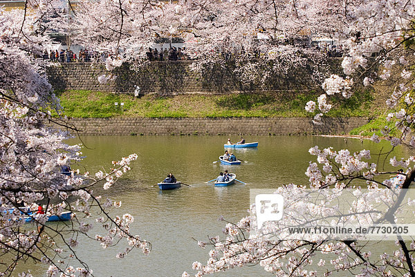 Blue Rowboats In A Lake With Cherry Blossoms All Around  Tokyo  Japan