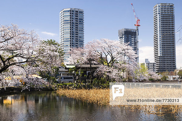Modern Buildings And Cherry Blossom Trees From Shinobazu Pond  Tokyo  Japan