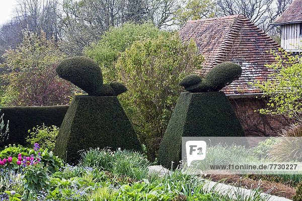 Garten Form Formen mögen Formschnitt Eichhörnchen Sciurus vulgaris England Sussex