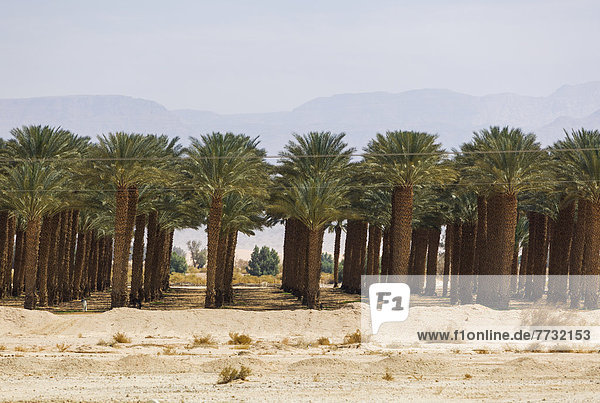 Palm Tree Farm In Jordan Valley  Israel