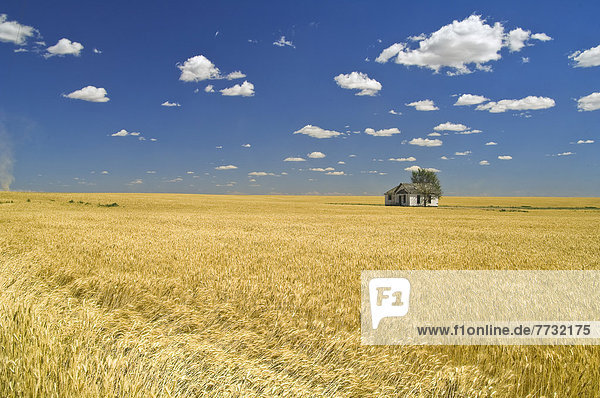 An Abandoned House In A Wheat Field  Washington United States Of America