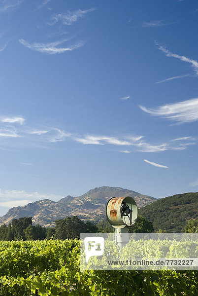 Vineyard Of The Napa Valley And Fog Blower  California United States Of America