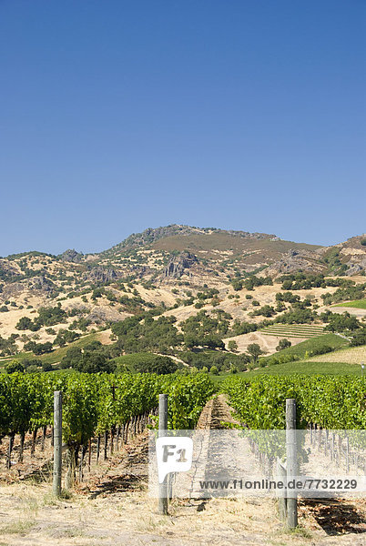 Vineyard Of The Napa Valley  California United States Of America