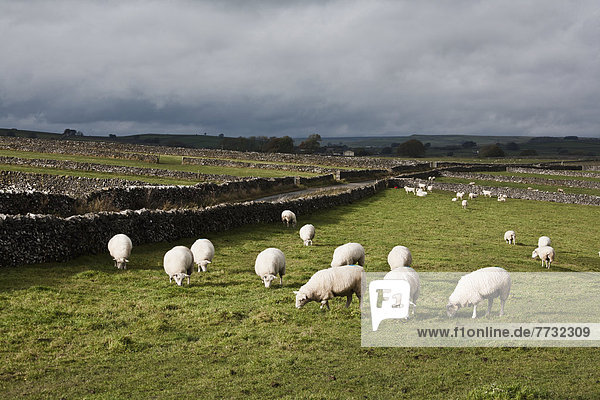 Steinmauer  Großbritannien  Schaf  Ovis aries  Feld  Derbyshire  England  grasen