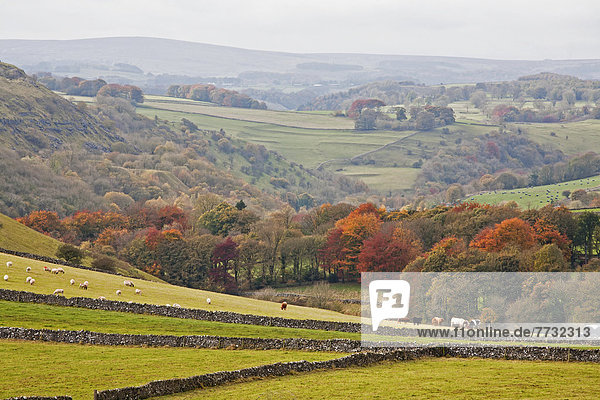Großbritannien  Herbstlandschaft  Derbyshire  England