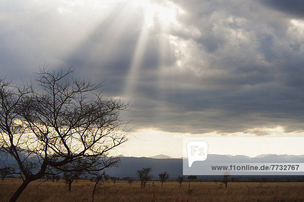 Pampashase  Dolichotis patagonum  Wolke  über  Sonnenlicht  zerbrechen brechen  bricht  brechend  zerbrechend  zerbricht  Naturschutzgebiet  Masai  Kenia
