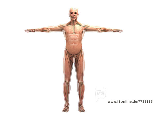 Illustration eines anatomischen Modells
