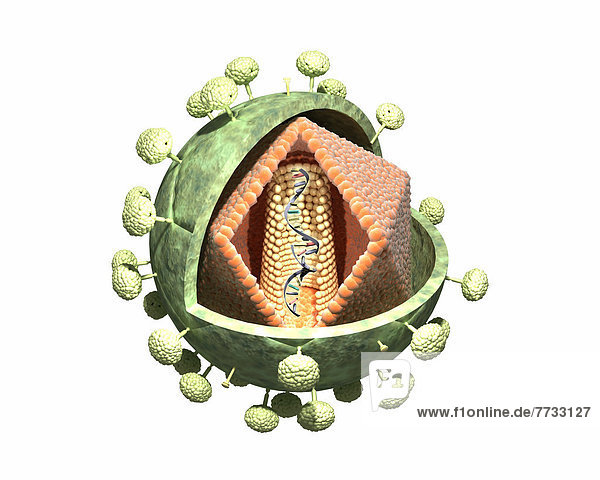 Illustration eines HI-Virus