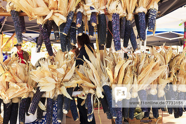 USA  New Mexico  Dried purple cobs of corn hanging on display at Saturday Market  Santa Fe