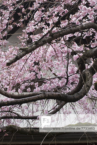 Wand  Baum  Kirsche  weiß  Blüte  frontal  Japan  Nara