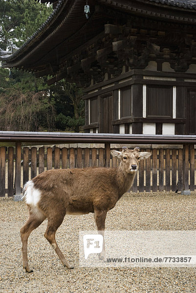 frontal Hirsch Japan japanisch Nara Pagode