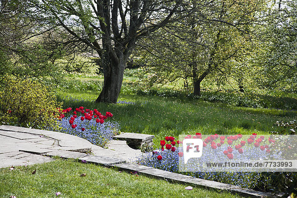 Stein Blume blühen Weg Wiese Frühling England Sussex