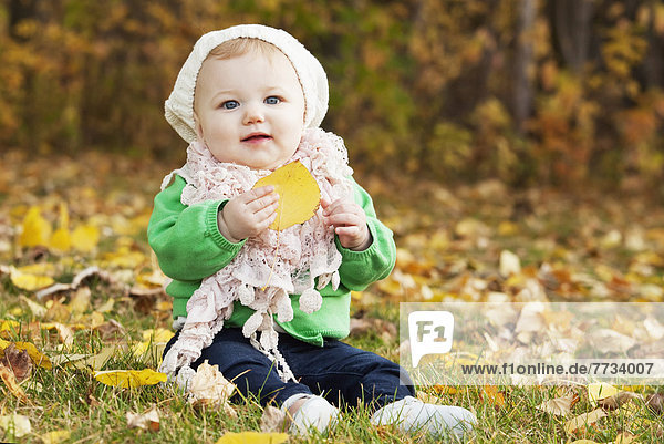 Portrait Of An Infant Sitting On Leaves On The Ground In A Park In Autumn  Edmonton  Alberta  Canada
