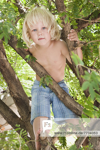 Young Boy Climbing A Tree  Gold Coast  Queensland  Australia