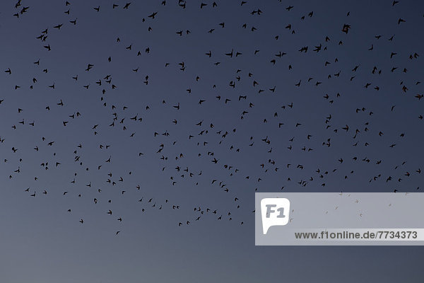 Himmel  Vogel  Vogelschwarm  Vogelschar  Kanada  Abenddämmerung  Ontario
