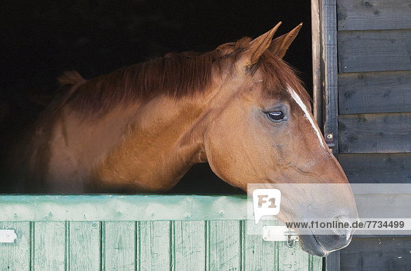 A Horse Peeks His Head Out Of His Stall  Mijas  Malaga  Andalusia  Spain