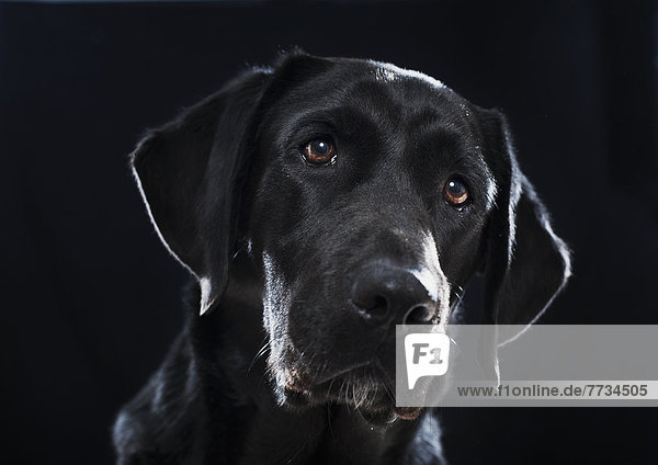 Portrait Of A Black Labrador On A Black Background  Tarifa  Cadiz  Andalusia  Spain