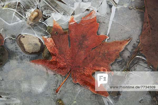 Kälte  Wasser  Tag  Pflanzenblatt  Pflanzenblätter  Blatt  Pfütze  British Columbia  Kanada  gefroren  Ahorn