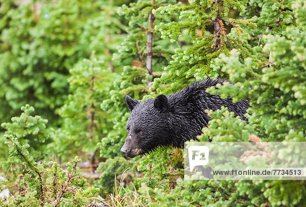 Schwarzbär  Ursus americanus  Tag  Wald  Regen  ungestüm  British Columbia  Kanada