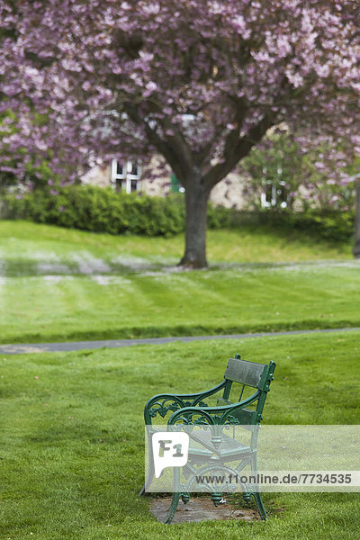 A Green Metal Bench In A Park With A Blossoming Tree  Ford Village  Northumberland  England