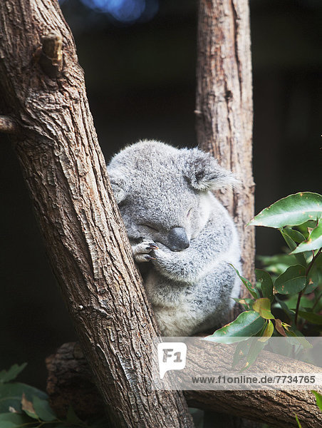 Koala  Phascolarctus cinereus