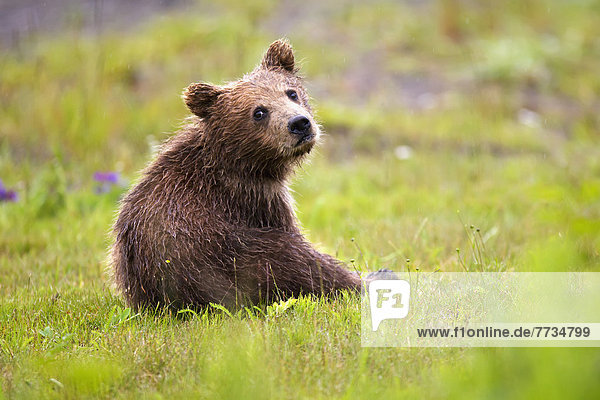 Braunbär  Ursus arctos  See  junges Raubtier  junge Raubtiere