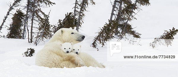Eisbär  Ursus maritimus  Sau  Außenaufnahme  ruhen  2  Höhle  Wapusk National Park  Jungtier  Rest  Überrest