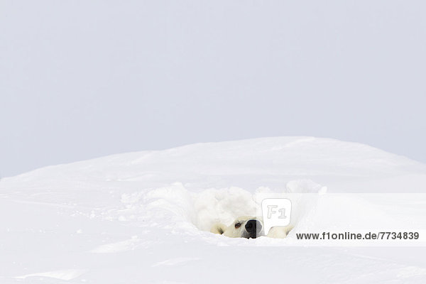 Eisbär  Ursus maritimus  kleben  Höhle  Wapusk National Park  hinaussehen  stecken