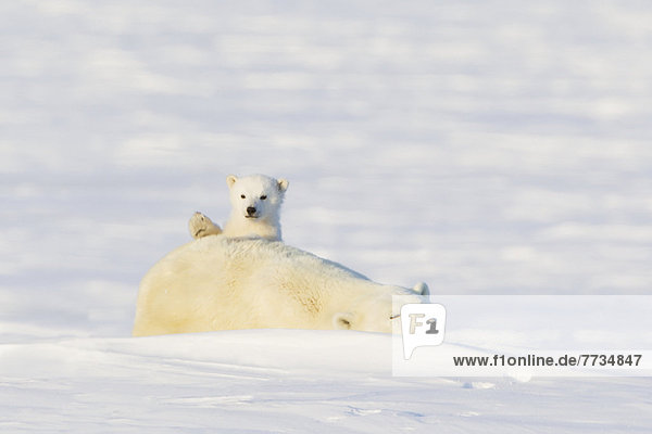 Eisbär  Ursus maritimus  hoch  oben  schlafen  Tatze  Wapusk National Park  Mutter - Mensch  junges Raubtier  junge Raubtiere