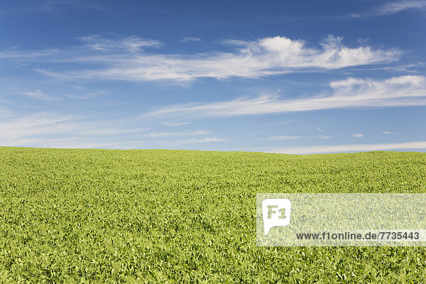 A Field Of Peas With Clouds And Blue Sky Esat Of Airdrie  Alberta Canada